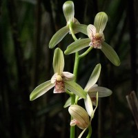 Cymbidium haematodes Lindl.